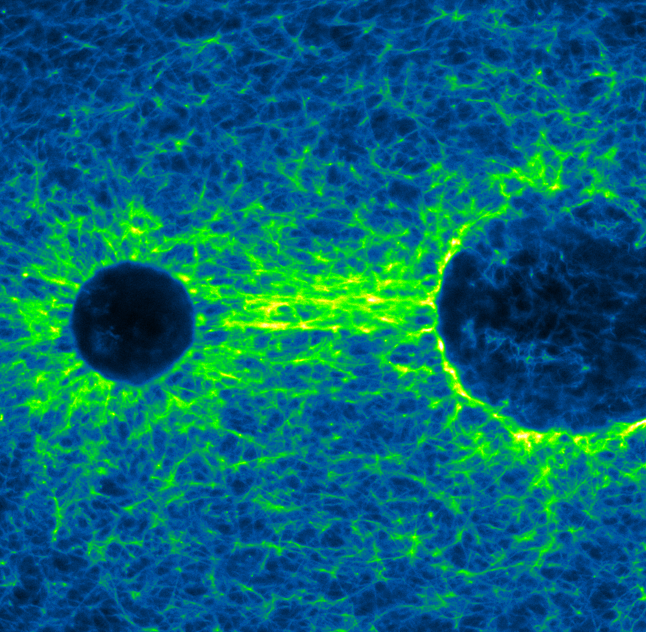 Aligned fibers in collagen matrix